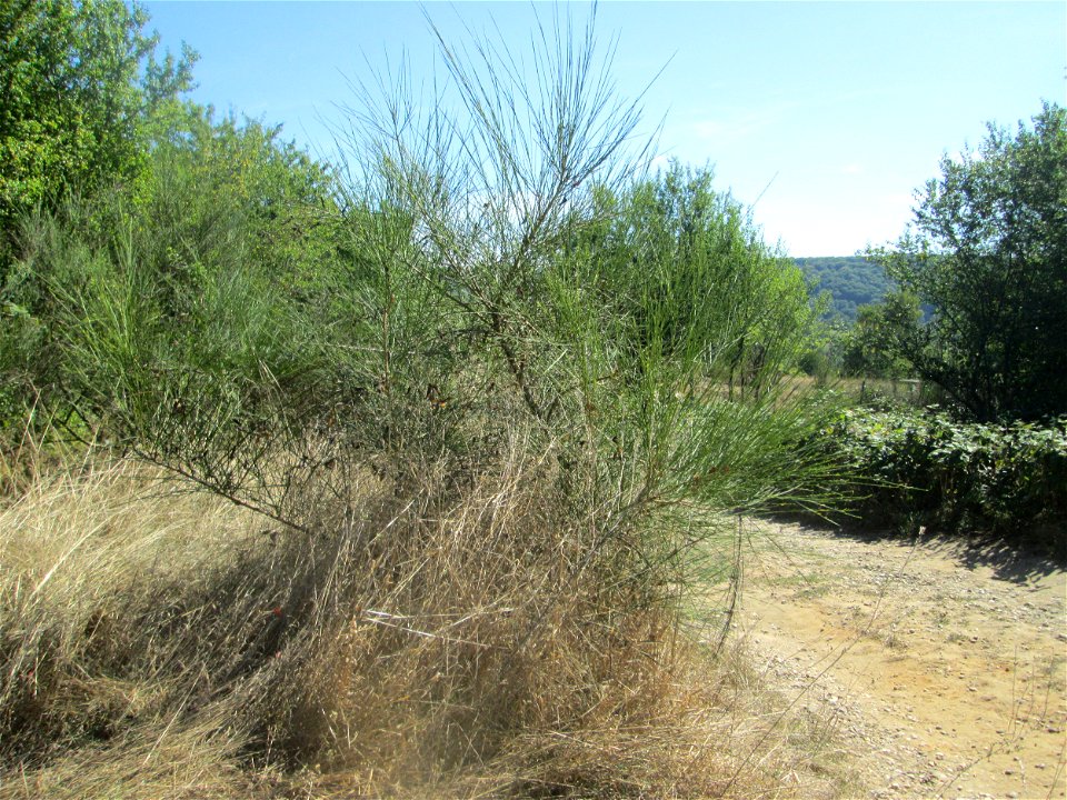 Besenginster (Cytisus scoparius) im Almet bei Sankt Arnual
