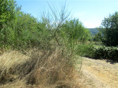 Besenginster (Cytisus scoparius) im Almet bei Sankt Arnual