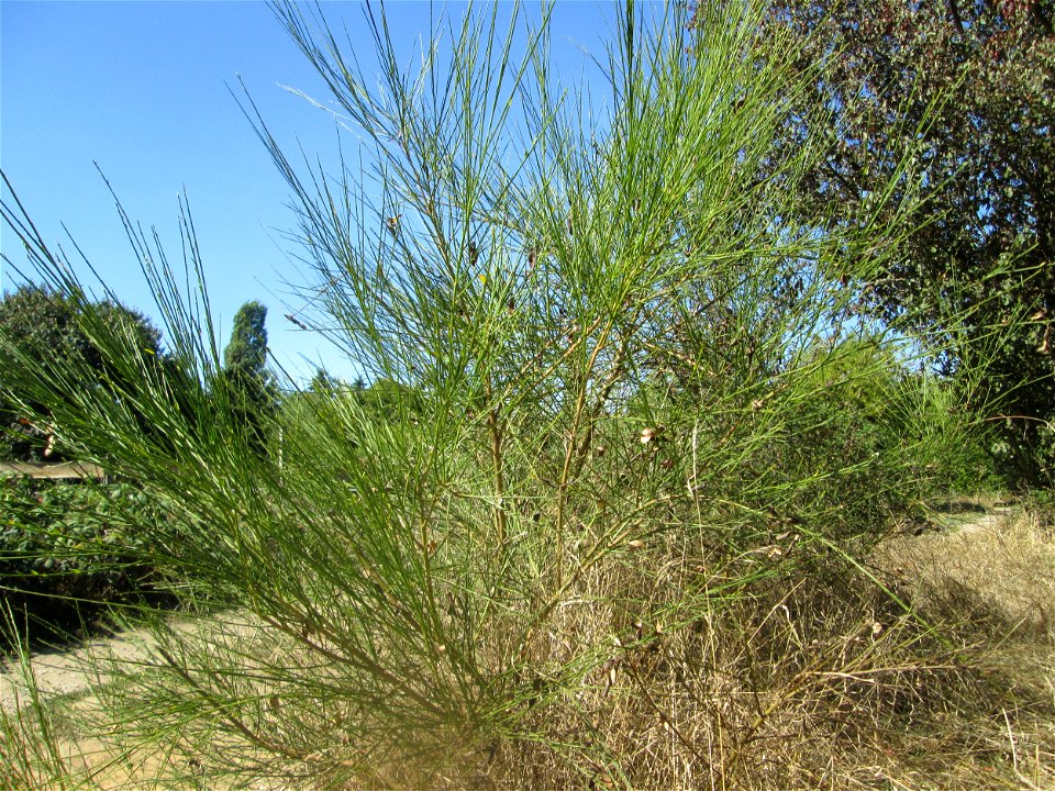 Besenginster (Cytisus scoparius) im Almet bei Sankt Arnual