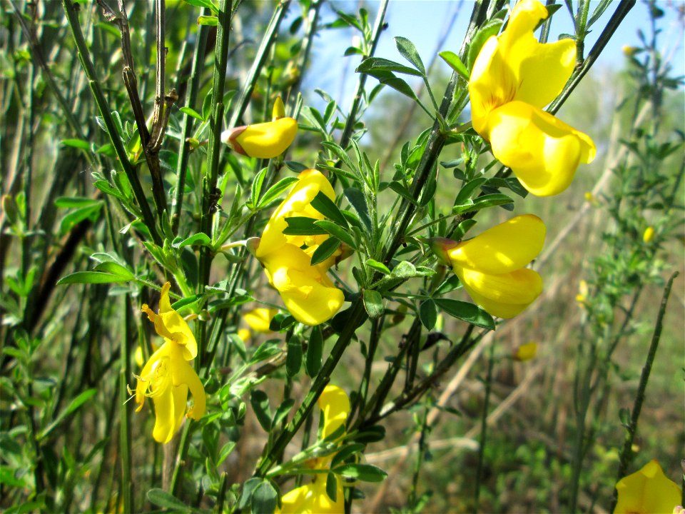 Besenginster (Cytisus scoparius) im Steinbachtal bei Saarbrücken