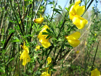 Besenginster (Cytisus scoparius) im Steinbachtal bei Saarbrücken