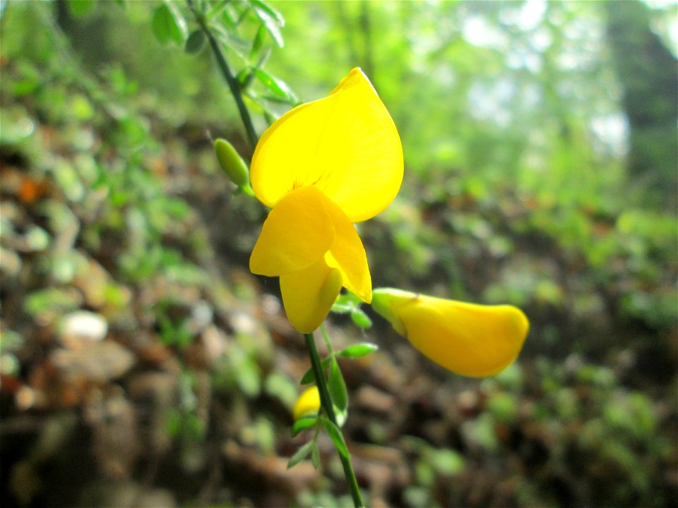Besenginster (Cytisus scoparius) im Landschaftsschutzgebiet „Drahtzugweiher und das Habsterwiesental“ in Alt-Saarbrücken