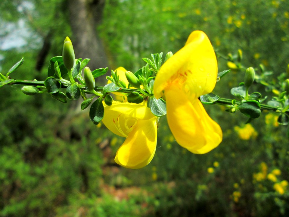 Besenginster (Cytisus scoparius) im Landschaftsschutzgebiet „Drahtzugweiher und das Habsterwiesental“ in Alt-Saarbrücken