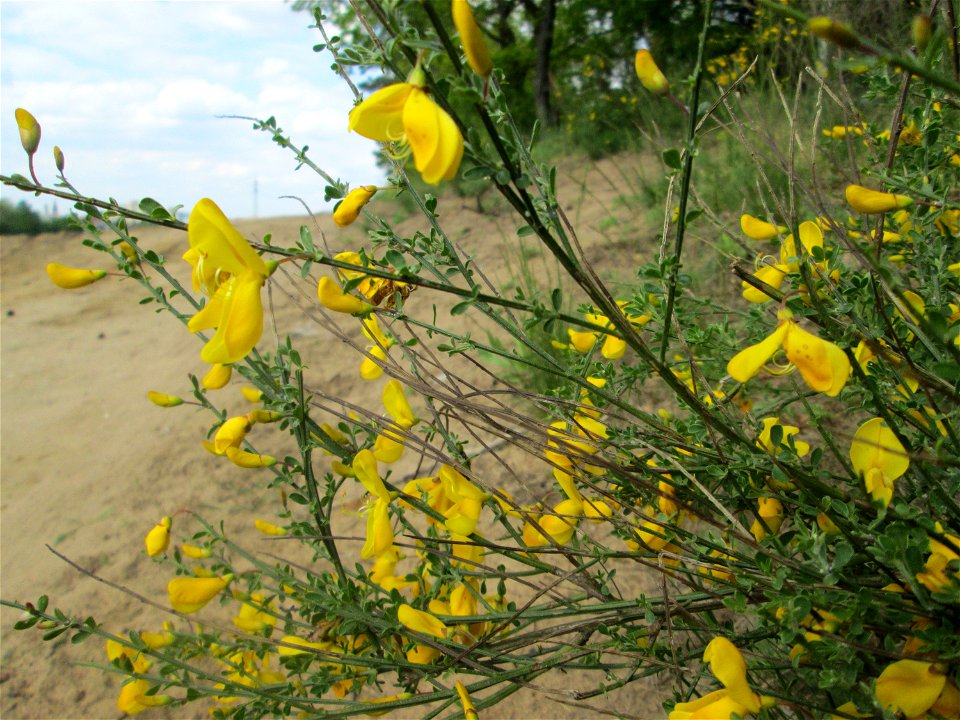 Besenginster (Cytisus scoparius) am Dreieichenbuckel im Naturschutzgebiet „Oftersheimer Dünen“