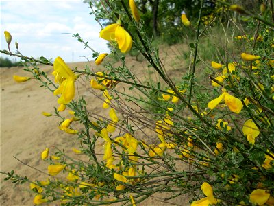 Besenginster (Cytisus scoparius) am Dreieichenbuckel im Naturschutzgebiet „Oftersheimer Dünen“