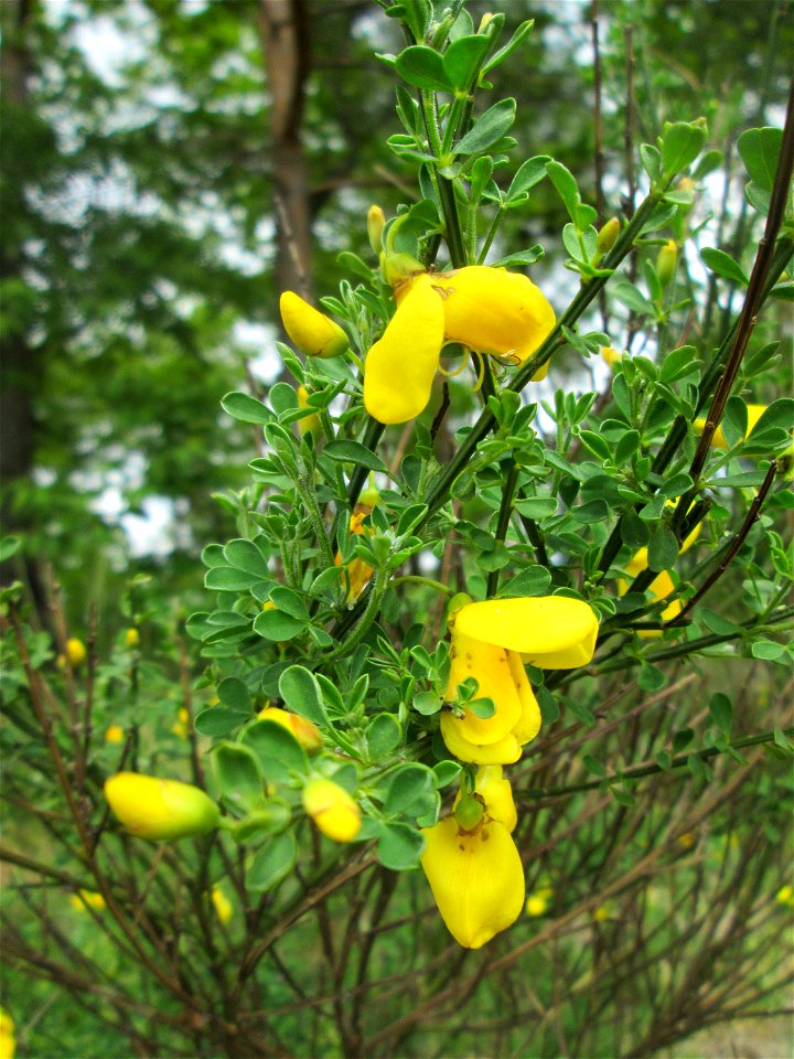 Besenginster (Cytisus scoparius) am Dreieichenbuckel im Naturschutzgebiet „Oftersheimer Dünen“