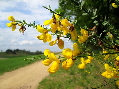 Besenginster (Cytisus scoparius) am Dreieichenbuckel im Naturschutzgebiet „Oftersheimer Dünen“