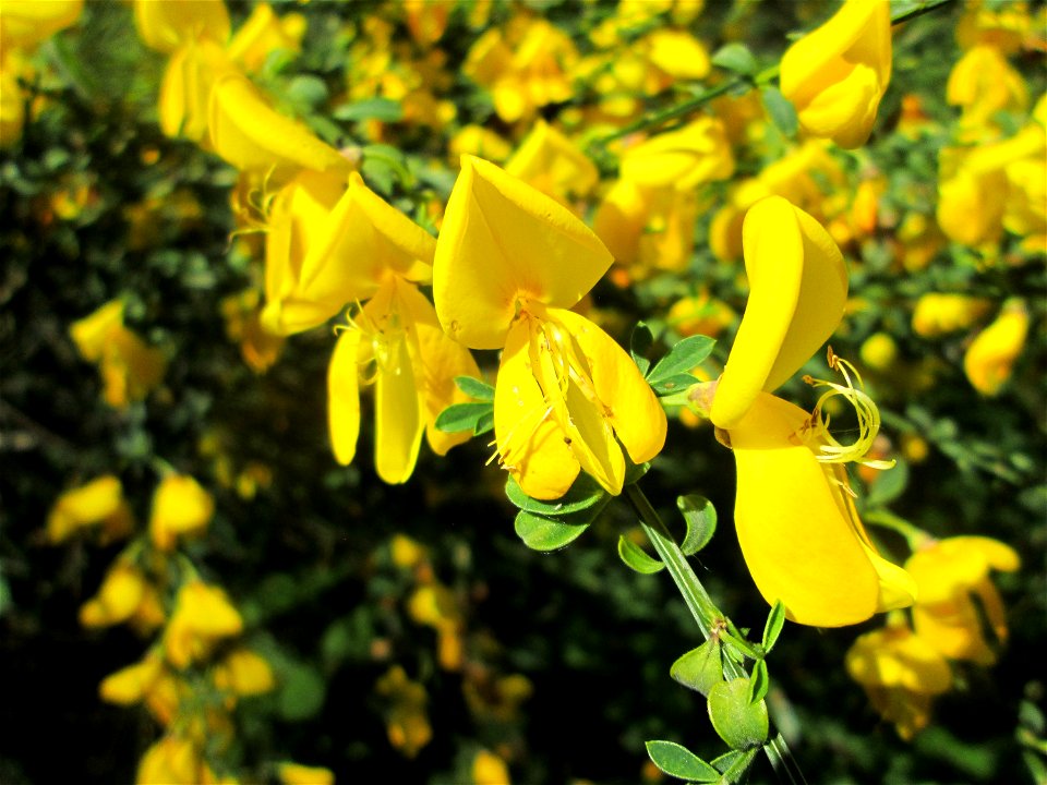 Besenginster (Cytisus scoparius) im Naturschutzgebiet „St. Arnualer Wiesen“