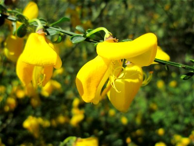 Besenginster (Cytisus scoparius) im Naturschutzgebiet „St. Arnualer Wiesen“