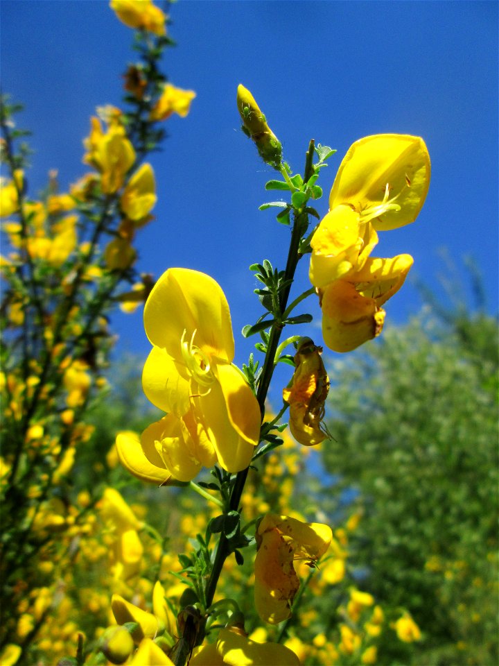 Besenginster (Cytisus scoparius) im Naturschutzgebiet „St. Arnualer Wiesen“