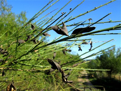 Besenginster (Cytisus scoparius) im Almet bei Sankt Arnual