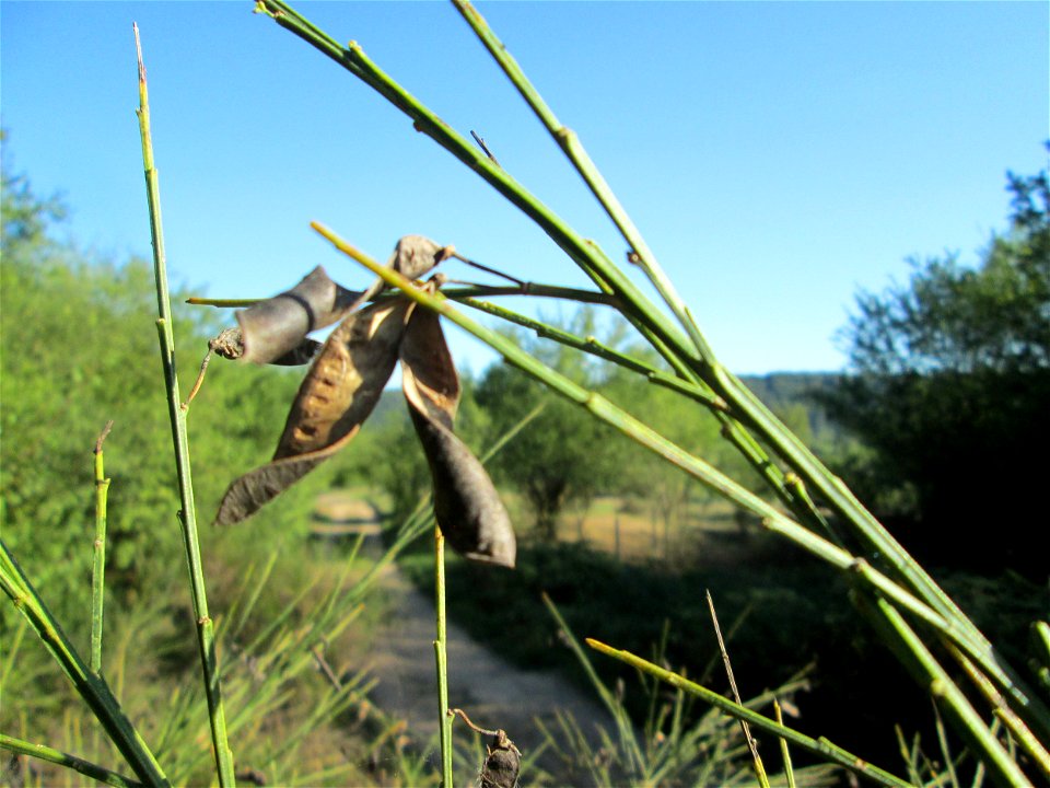 Besenginster (Cytisus scoparius) im Almet bei Sankt Arnual