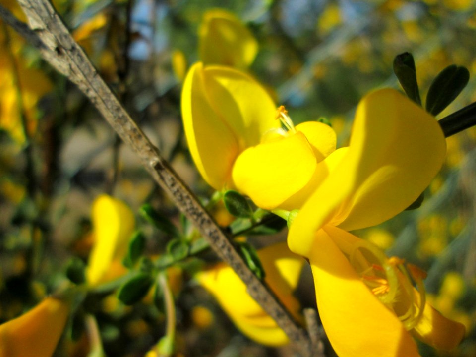 Besenginster (Cytisus scoparius) in Brebach