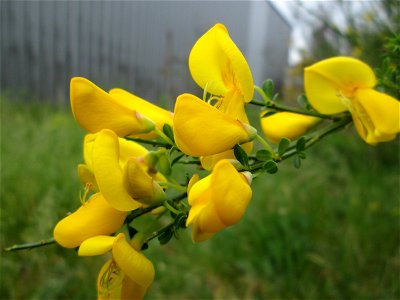 Besenginster (Cytisus scoparius) in Brebach
