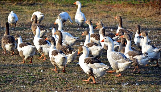 Poultry animals animal world