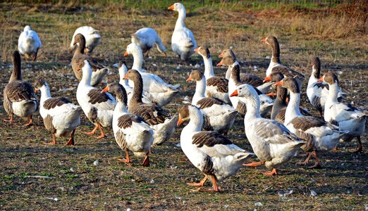 Poultry animals animal world photo