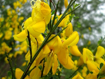 Besenginster (Cytisus scoparius) in Brebach