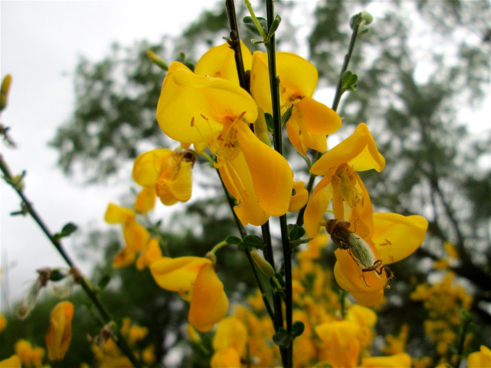 Besenginster (Cytisus scoparius) in Brebach