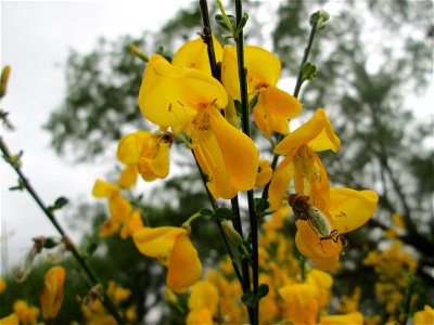 Besenginster (Cytisus scoparius) in Brebach
