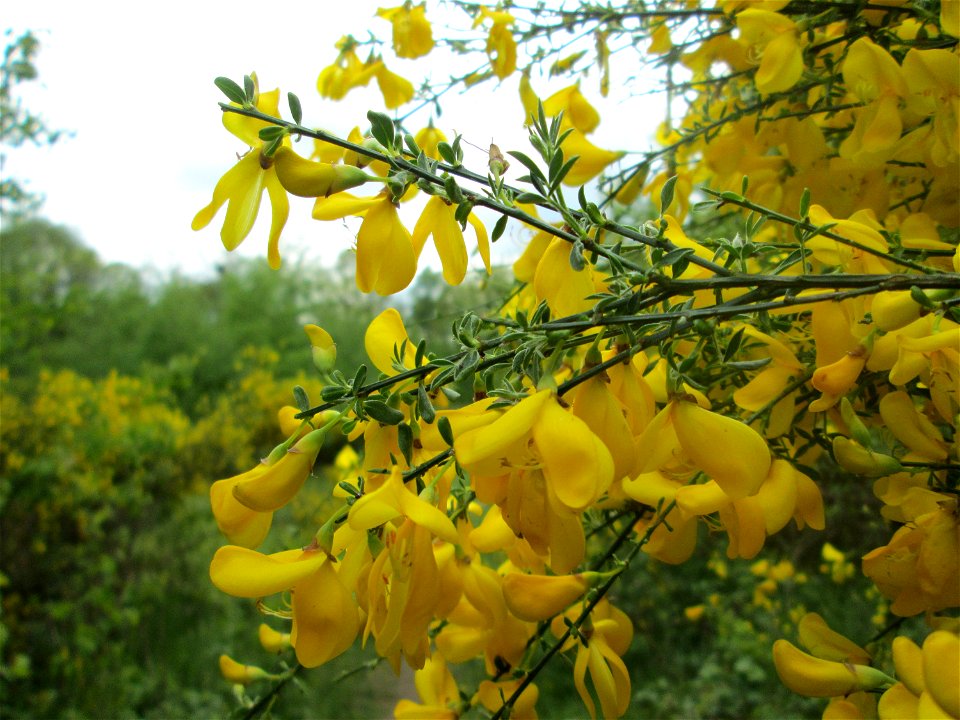 Besenginster (Cytisus scoparius) im Naturschutzgebiet „St. Arnualer Wiesen“