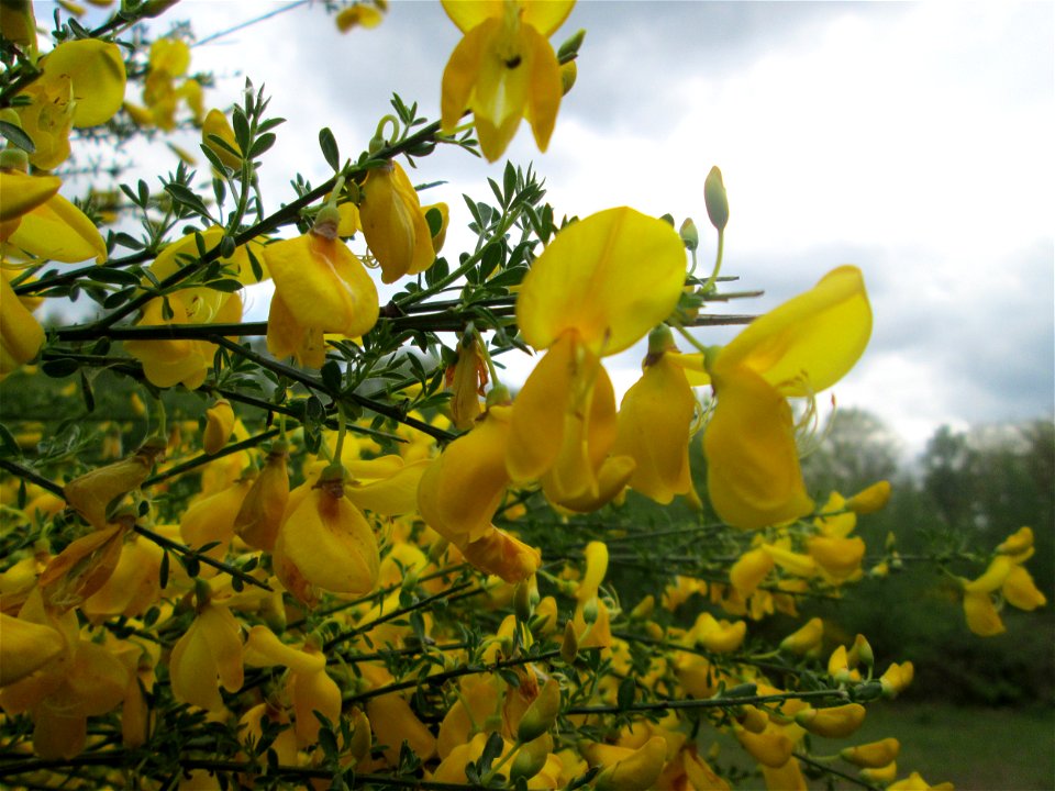 Besenginster (Cytisus scoparius) im Naturschutzgebiet „St. Arnualer Wiesen“