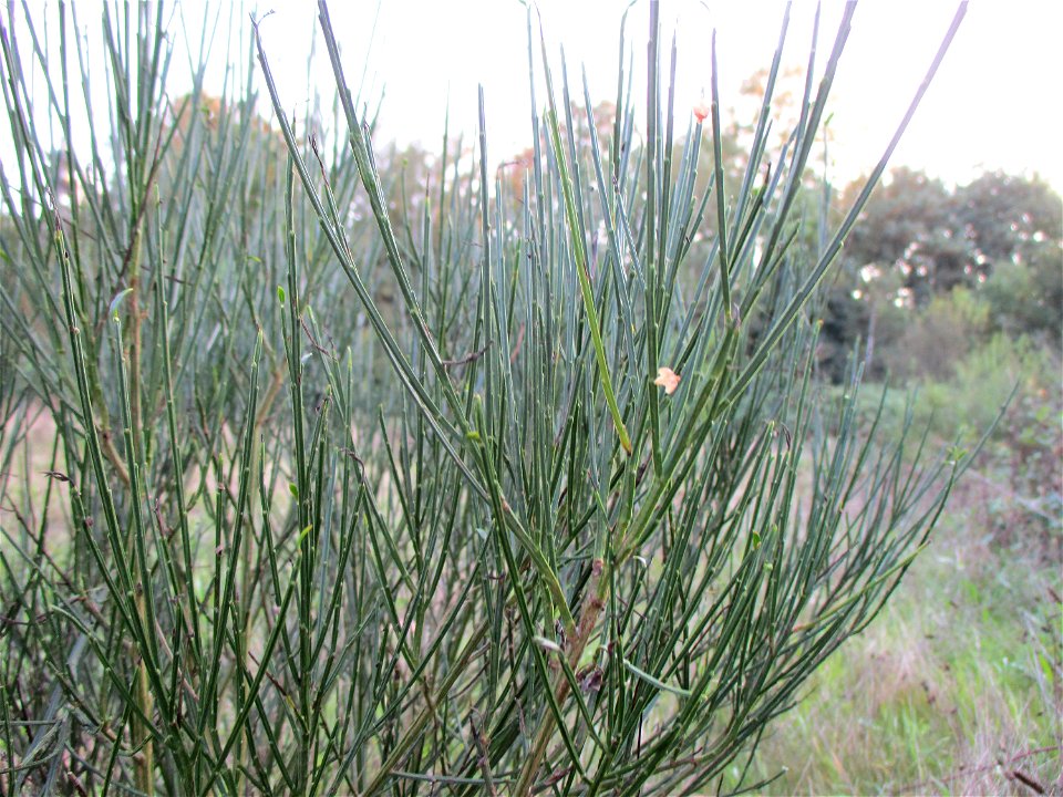 Besenginster (Cytisus scoparius) in einer Heidelandschaft in Brebach