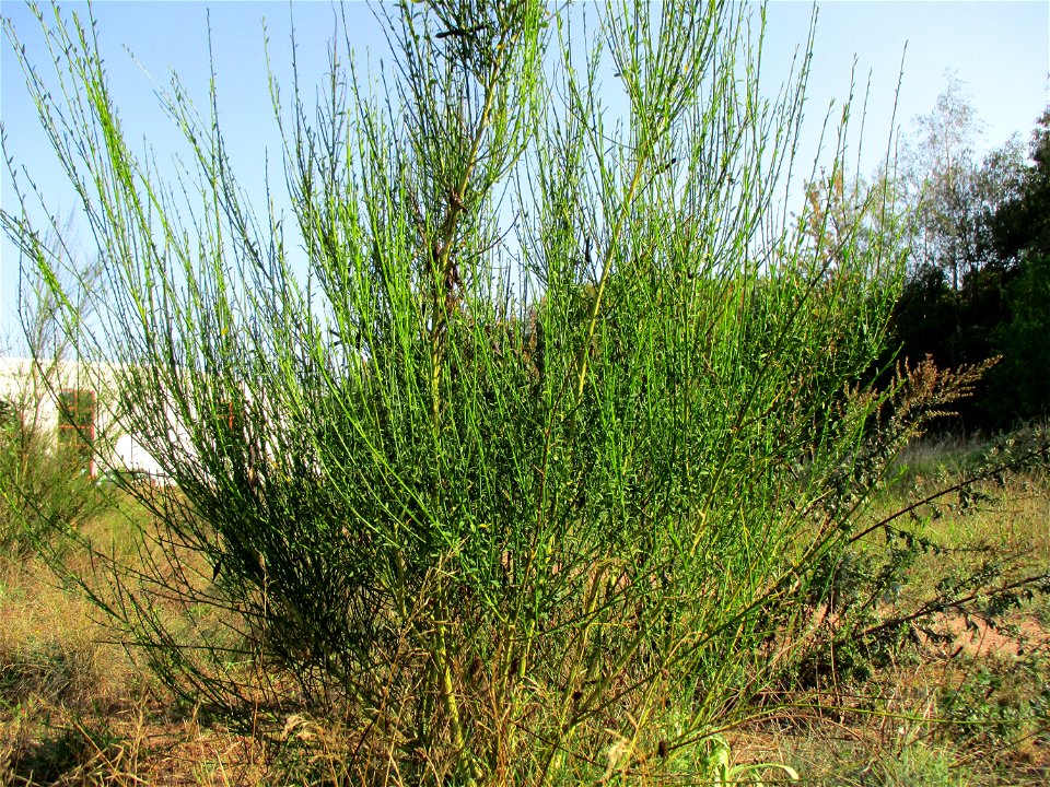 Besenginster (Cytisus scoparius) in einer Heidelandschaft in Brebach