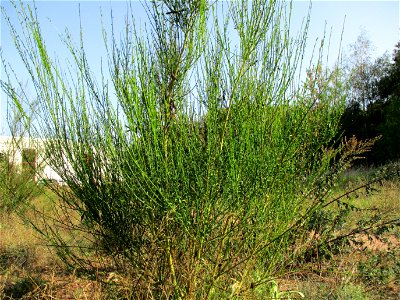 Besenginster (Cytisus scoparius) in einer Heidelandschaft in Brebach