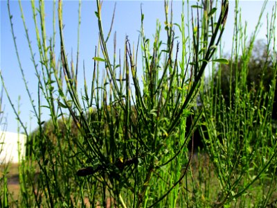 Besenginster (Cytisus scoparius) in einer Heidelandschaft in Brebach