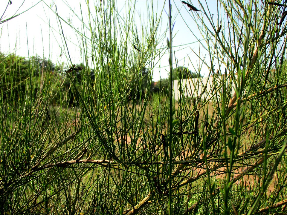 Besenginster (Cytisus scoparius) in einer Heidelandschaft in Brebach