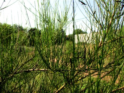 Besenginster (Cytisus scoparius) in einer Heidelandschaft in Brebach