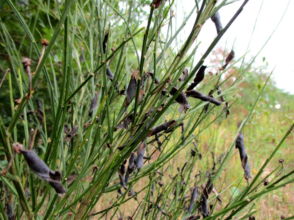 Besenginster (Cytisus scoparius) am Steinbachschacht im Naturschutzgebiet „Steinbachtal / Netzbachtal“