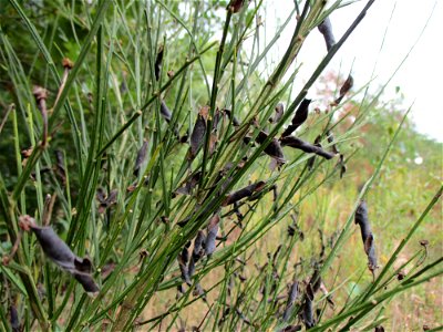 Besenginster (Cytisus scoparius) am Steinbachschacht im Naturschutzgebiet „Steinbachtal / Netzbachtal“