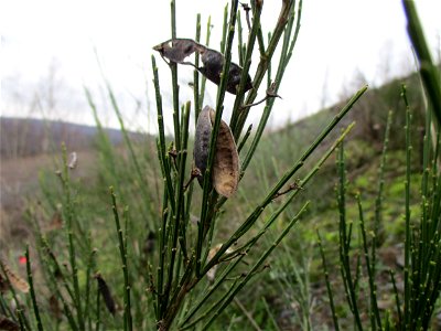 Besenginster (Cytisus scoparius) auf der Bergehalde „Lydia“ der Grube Camphausen