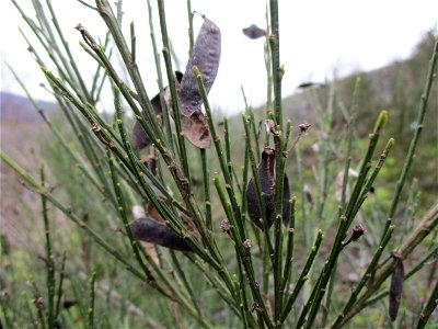 Besenginster (Cytisus scoparius) auf der Bergehalde „Lydia“ der Grube Camphausen