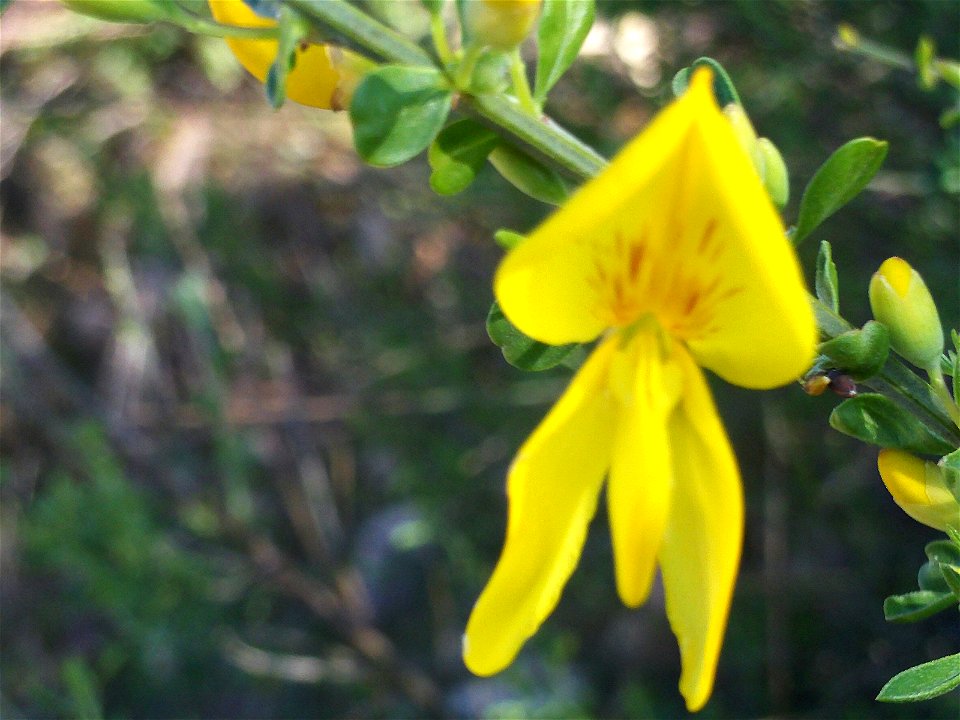 Cytisus scoparius, Dehesa Boyal de Puertollano, Spain