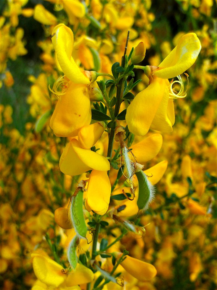 Cytisus scoparius flowers close up, Sierra Madrona, Spain