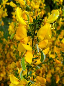 Cytisus scoparius flowers close up, Sierra Madrona, Spain