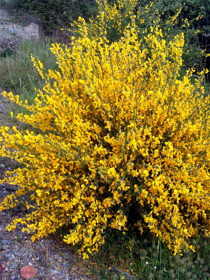 Cytisus scoparius habit, Sierra Madrona, Spain