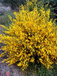 Cytisus scoparius habit, Sierra Madrona, Spain