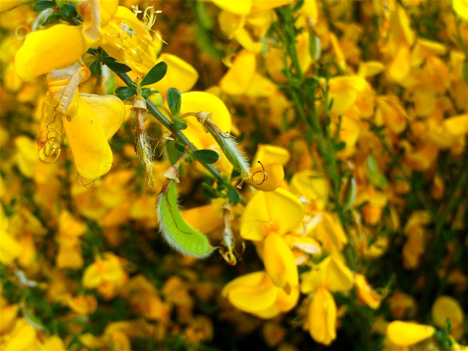 Cytisus scoparius flowers close up, Sierra Madrona, Spain