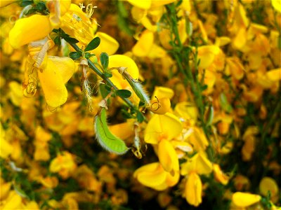 Cytisus scoparius flowers close up, Sierra Madrona, Spain