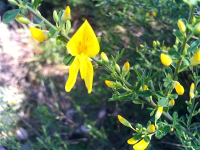Cytisus scoparius stem, Dehesa Boyal de Puertollano, Spain