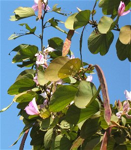 Bauhinia with flowers and fruits. Bauhinia com flores e frutos.