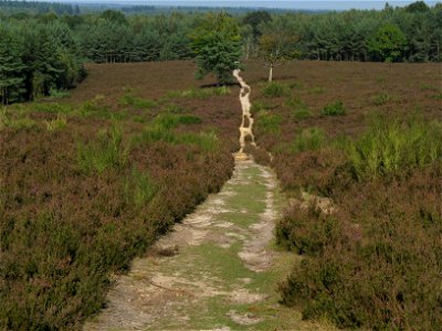 landscape with Calluna vulgaris (foreground, purple), Cytisus scoparius (foreground, green), and Pinus sylvestris (background trees)