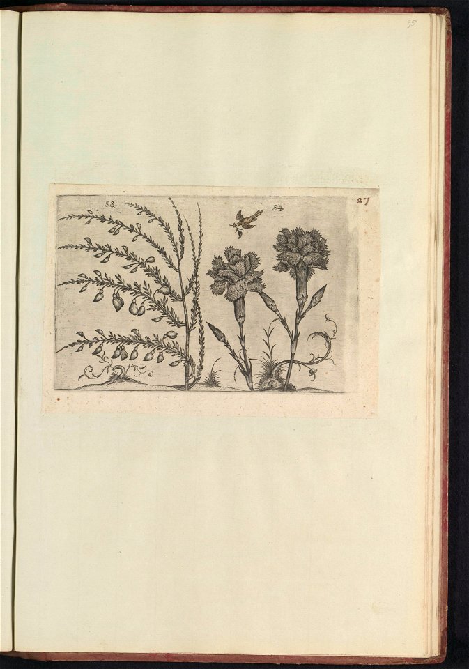 IdentificatieTitel(s): Tuinanjer (Dianthus caryophyllus) en brem (Cytisus scoparius)Objecttype: prent Serienummer: 53-54/60Objectnummer: RP-T-BR-2017-1-12-95Omschrijving: Tuinanjer en brem. Met een vo