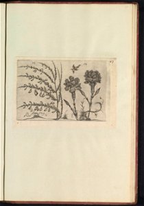 IdentificatieTitel(s): Tuinanjer (Dianthus caryophyllus) en brem (Cytisus scoparius)Objecttype: prent Serienummer: 53-54/60Objectnummer: RP-T-BR-2017-1-12-95Omschrijving: Tuinanjer en brem. Met een vo photo