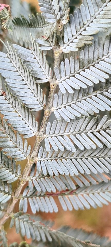 Silver wattle (Acacia dealbata)