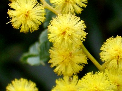 Acacia dealbata close up, invasive plant in Sierra Madrona, Spain.