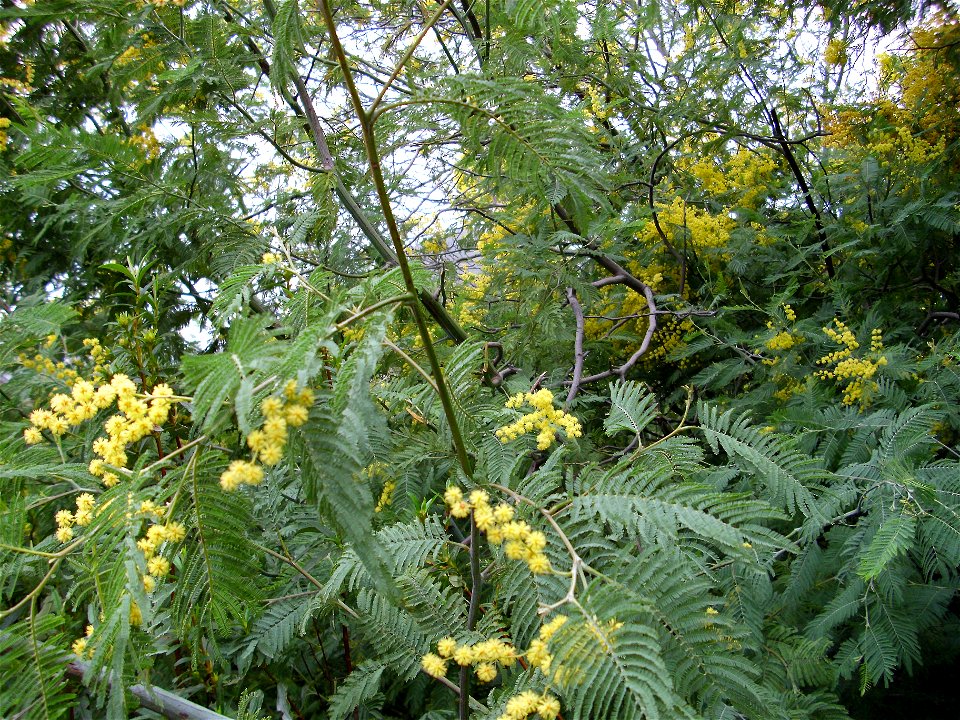 Acacia dealbata habit, invasive plant in Sierra Madrona, Spain.